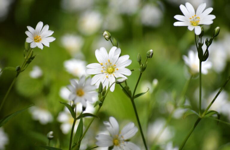 neelam279-white-flowers-10281727