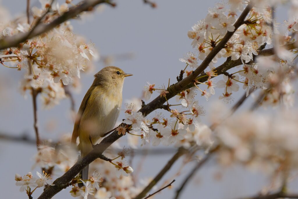 zenaga-bird-7914702