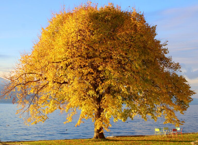 heckimg-tree-7619791
